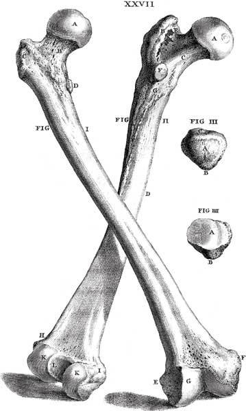Иллюстрация к книге — Кости: скрытая жизнь. Все о строительном материале нашего скелета, который расскажет, кто мы и как живем [i_010.jpg]