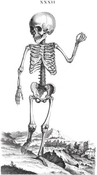 Иллюстрация к книге — Кости: скрытая жизнь. Все о строительном материале нашего скелета, который расскажет, кто мы и как живем [i_011.jpg]