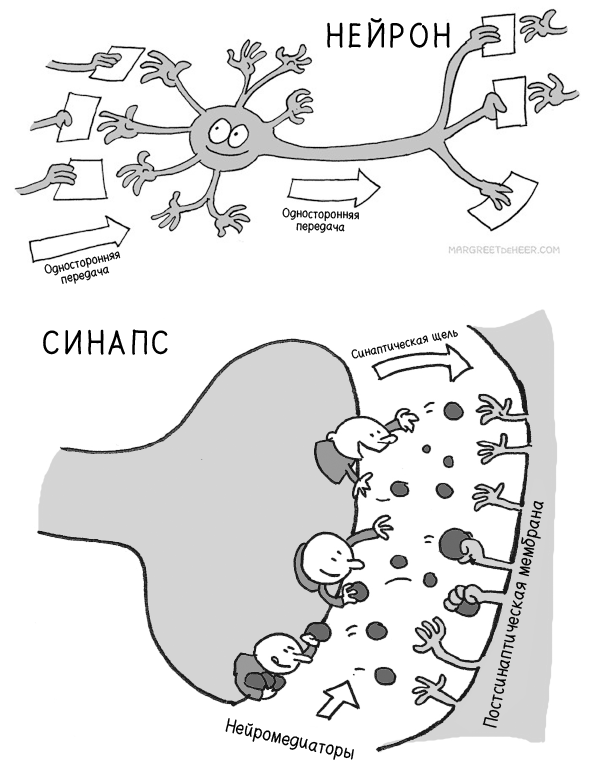 Иллюстрация к книге — Совесть. Происхождение нравственной интуиции [i_003.jpg]