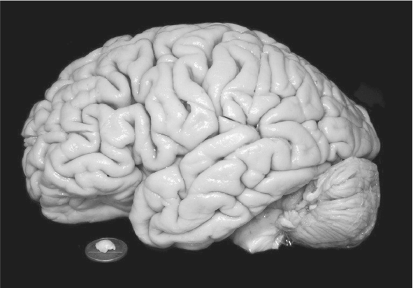 Иллюстрация к книге — Совесть. Происхождение нравственной интуиции [i_005.jpg]