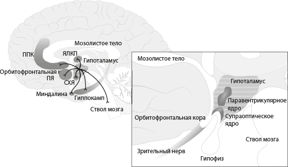 Иллюстрация к книге — Совесть. Происхождение нравственной интуиции [i_008.jpg]
