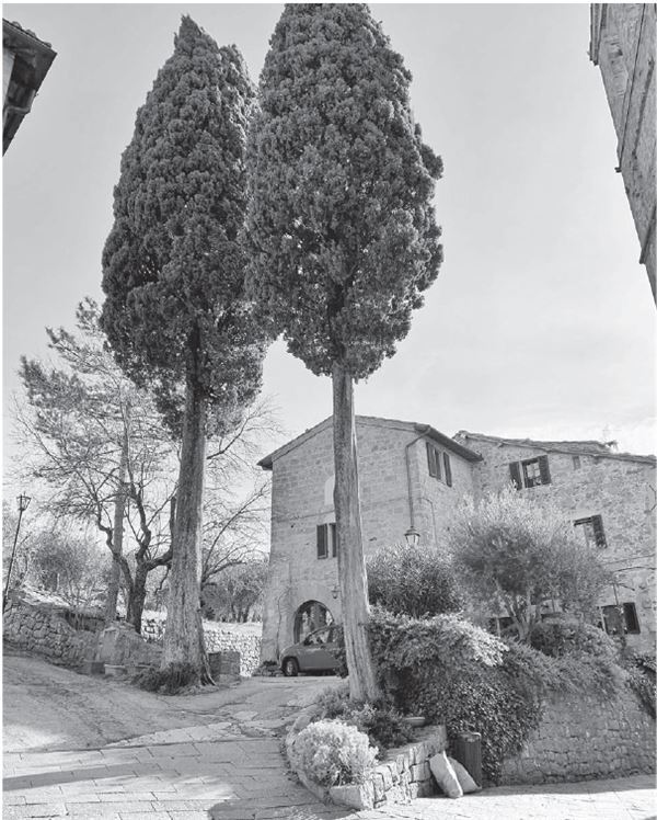 Иллюстрация к книге — Однажды в Тоскане. История обычного счастья и необыкновенно вкусной еды [img_2.jpg]