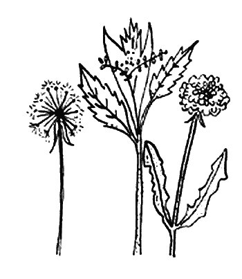 Иллюстрация к книге — Вандербикеры и таинственный сад [_015.jpg]