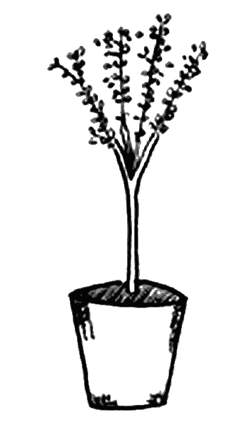 Иллюстрация к книге — Вандербикеры и таинственный сад [_020.jpg]