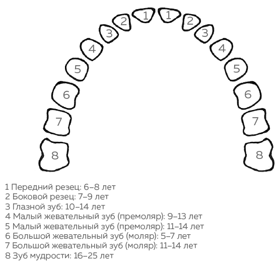 Иллюстрация к книге — Зубы. Как у вас дела? [i_003.jpg]