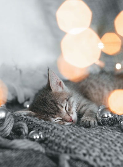 Иллюстрация к книге — Волшебный Новый год. Секреты радостных праздников без суеты и стресса [i_017.jpg]