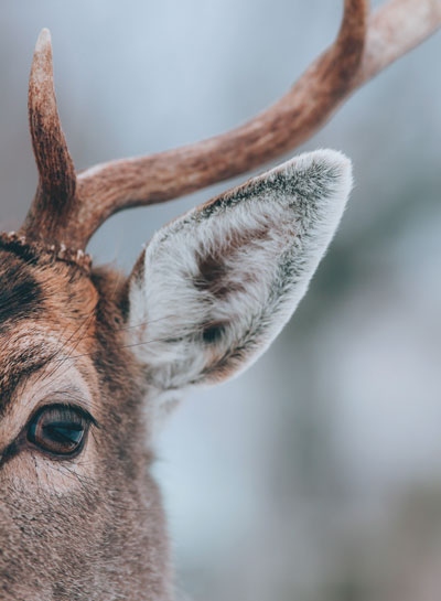 Иллюстрация к книге — Волшебный Новый год. Секреты радостных праздников без суеты и стресса [i_021.jpg]