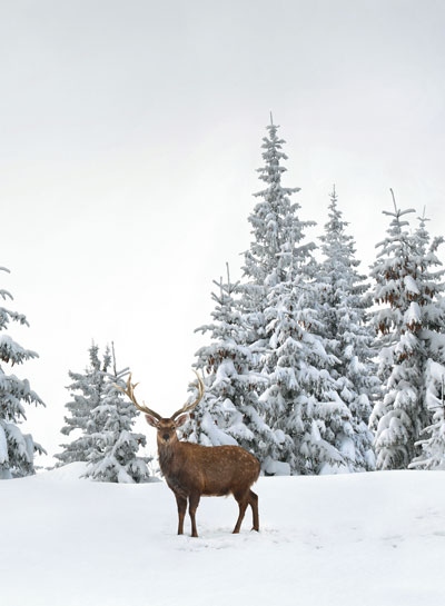 Иллюстрация к книге — Волшебный Новый год. Секреты радостных праздников без суеты и стресса [i_043.jpg]