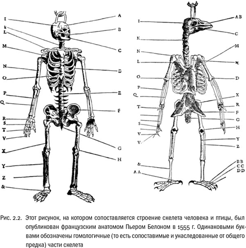 Иллюстрация к книге — Евангелие от LUCA. В поисках родословной животного мира [i_006.jpg]