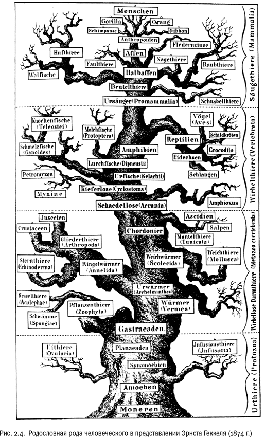 Иллюстрация к книге — Евангелие от LUCA. В поисках родословной животного мира [i_008.jpg]