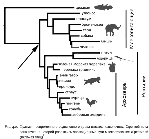 Иллюстрация к книге — Евангелие от LUCA. В поисках родословной животного мира [i_017.jpg]