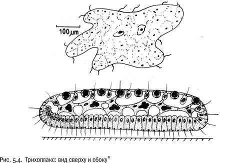 Иллюстрация к книге — Евангелие от LUCA. В поисках родословной животного мира [i_022.jpg]