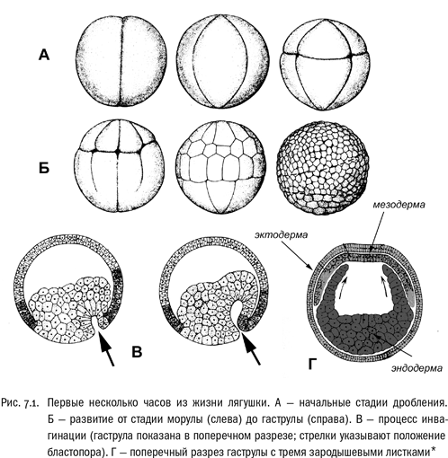 Иллюстрация к книге — Евангелие от LUCA. В поисках родословной животного мира [i_026.jpg]