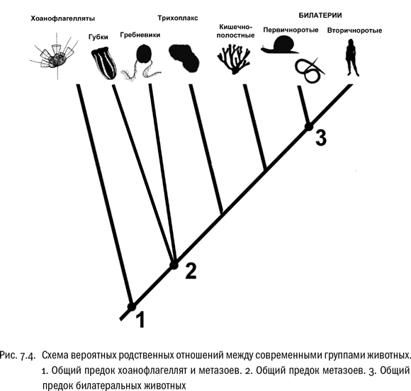 Иллюстрация к книге — Евангелие от LUCA. В поисках родословной животного мира [i_030.jpg]