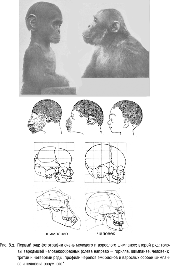 Иллюстрация к книге — Евангелие от LUCA. В поисках родословной животного мира [i_032.jpg]