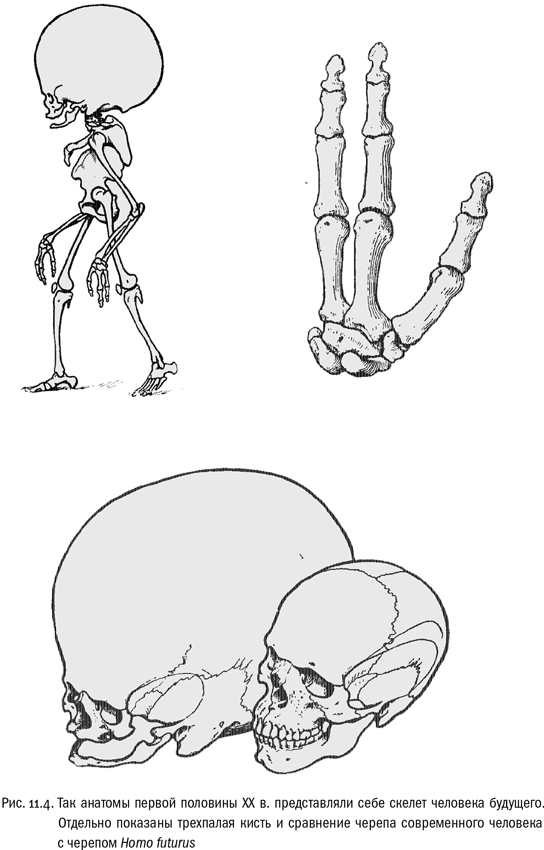 Иллюстрация к книге — Евангелие от LUCA. В поисках родословной животного мира [i_040.jpg]