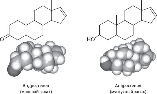 Иллюстрация к книге — Обоняние. Увлекательное погружение в науку о запахах [i_001.jpg]