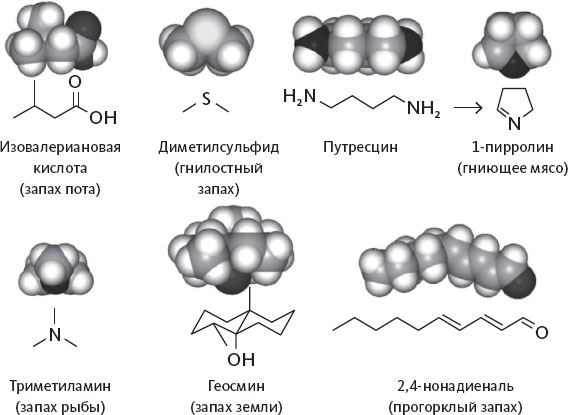 Иллюстрация к книге — Обоняние. Увлекательное погружение в науку о запахах [i_003.jpg]