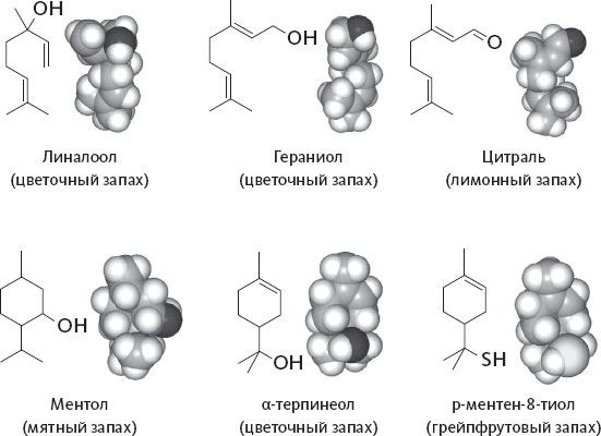 Иллюстрация к книге — Обоняние. Увлекательное погружение в науку о запахах [i_005.jpg]