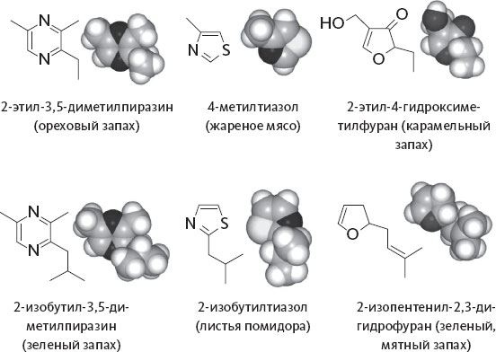 Иллюстрация к книге — Обоняние. Увлекательное погружение в науку о запахах [i_008.jpg]