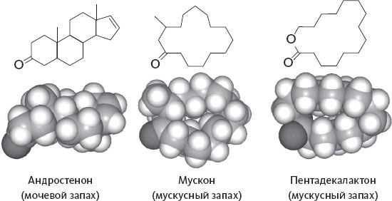 Иллюстрация к книге — Обоняние. Увлекательное погружение в науку о запахах [i_010.jpg]