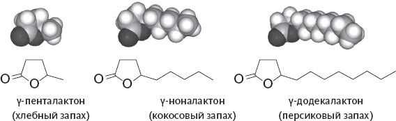 Иллюстрация к книге — Обоняние. Увлекательное погружение в науку о запахах [i_012.jpg]