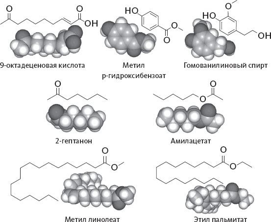 Иллюстрация к книге — Обоняние. Увлекательное погружение в науку о запахах [i_017.jpg]