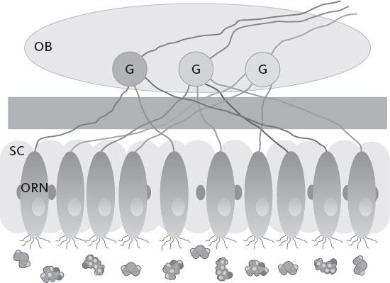 Иллюстрация к книге — Обоняние. Увлекательное погружение в науку о запахах [i_020.jpg]