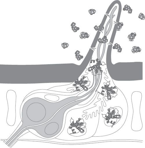 Иллюстрация к книге — Обоняние. Увлекательное погружение в науку о запахах [i_025.jpg]