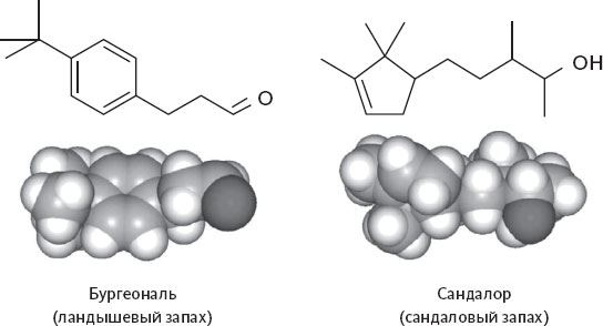 Иллюстрация к книге — Обоняние. Увлекательное погружение в науку о запахах [i_028.jpg]