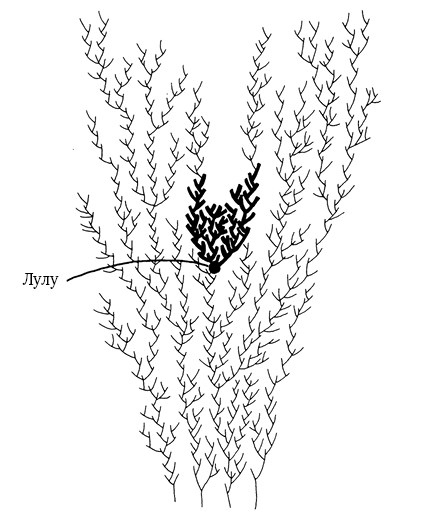 Иллюстрация к книге — Опасная идея Дарвина: Эволюция и смысл жизни [i_010.jpg]