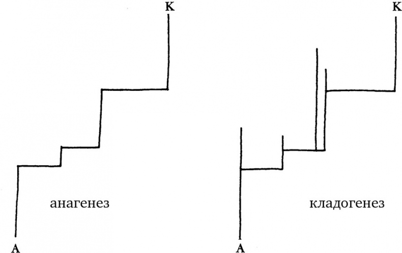 Иллюстрация к книге — Опасная идея Дарвина: Эволюция и смысл жизни [i_036.jpg]