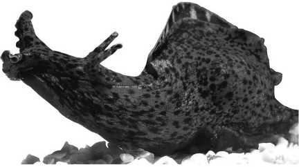 Иллюстрация к книге — Ваш мозг. Что нейронаука знает о мозге и его причудах [i_008.jpg]