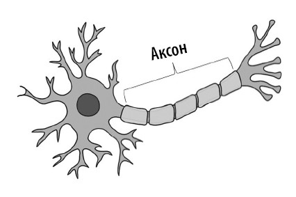 Иллюстрация к книге — Ваш мозг. Что нейронаука знает о мозге и его причудах [i_012.jpg]