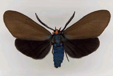 Иллюстрация к книге — Цифровое искусство [i_044.jpg]