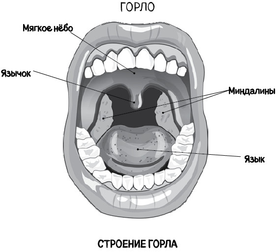Иллюстрация к книге — Почему болит горло. Першение, кашель, боль, храп – как не пропустить опасные симптомы [i_004.jpg]