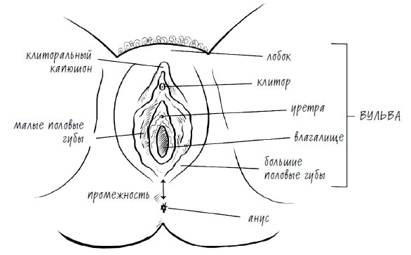 Иллюстрация к книге — Женское здоровье. Без стыда и глупостей [i_001.jpg]