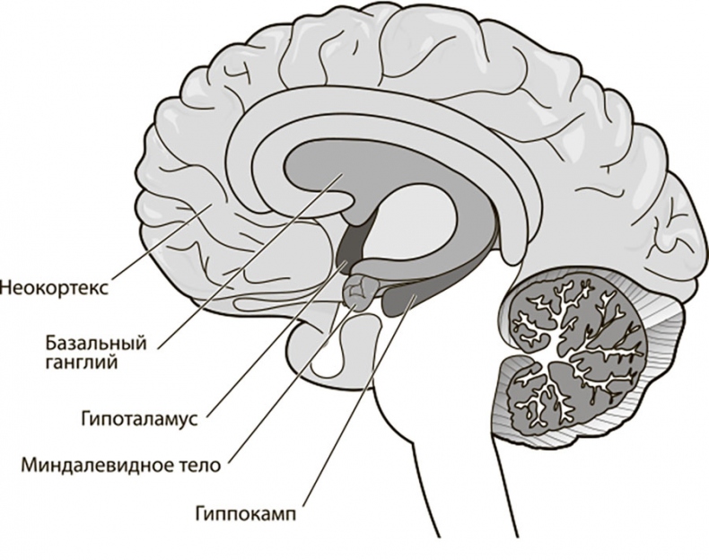 Иллюстрация к книге — Наш мозг в эпоху катаклизмов [i_022.jpg]
