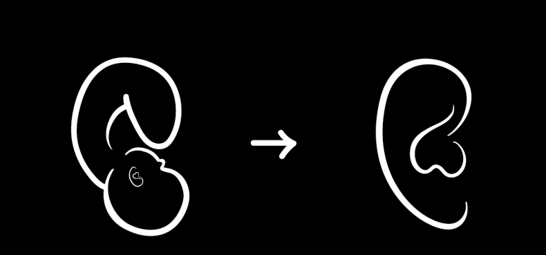 Иллюстрация к книге — Чуткое ухо. Что может рассказать о вашем здоровье ушная раковина [i_033.jpg]