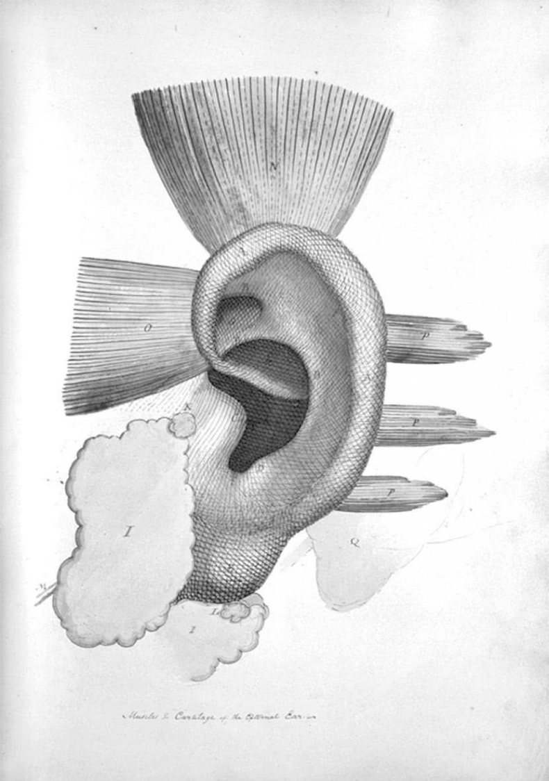 Иллюстрация к книге — Чуткое ухо. Что может рассказать о вашем здоровье ушная раковина [i_060.jpg]