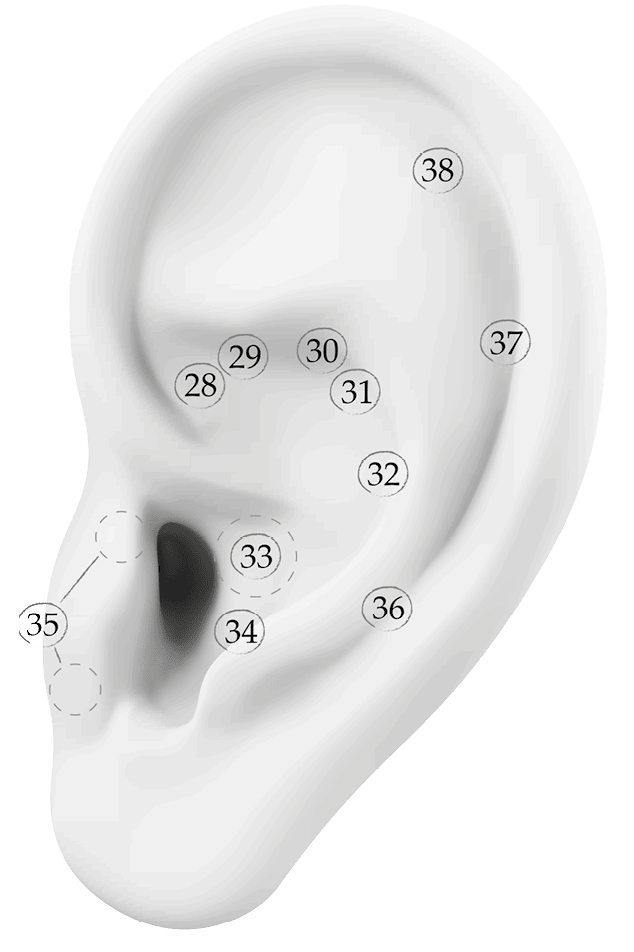 Иллюстрация к книге — Чуткое ухо. Что может рассказать о вашем здоровье ушная раковина [i_075.jpg]