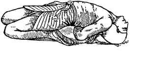 Иллюстрация к книге — Йога для укрепления спины и суставов. Современное руководство по древней египетской методике исцеления маздазнан [i_128.jpg]