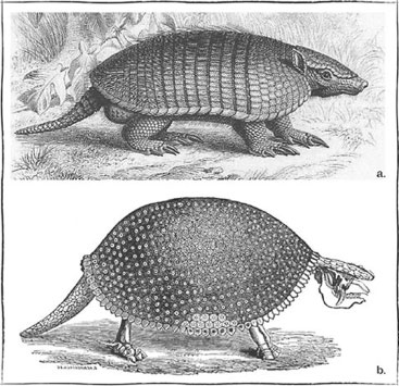 Иллюстрация к книге — Дарвин на отдыхе. Размышляем над теорией эволюции [i_004.jpg]