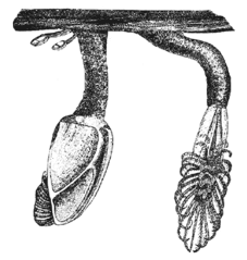 Иллюстрация к книге — Дарвин на отдыхе. Размышляем над теорией эволюции [i_006.jpg]