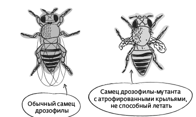 Иллюстрация к книге — Дарвин на отдыхе. Размышляем над теорией эволюции [i_010.jpg]