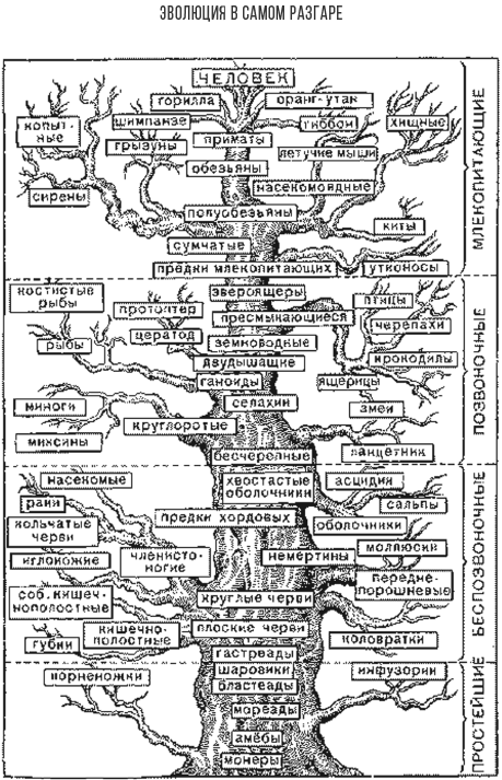 Иллюстрация к книге — Дарвин на отдыхе. Размышляем над теорией эволюции [i_014.jpg]