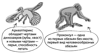 Иллюстрация к книге — Дарвин на отдыхе. Размышляем над теорией эволюции [i_015.jpg]