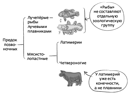 Иллюстрация к книге — Дарвин на отдыхе. Размышляем над теорией эволюции [i_018.jpg]
