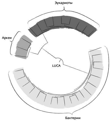 Иллюстрация к книге — Дарвин на отдыхе. Размышляем над теорией эволюции [i_021.jpg]
