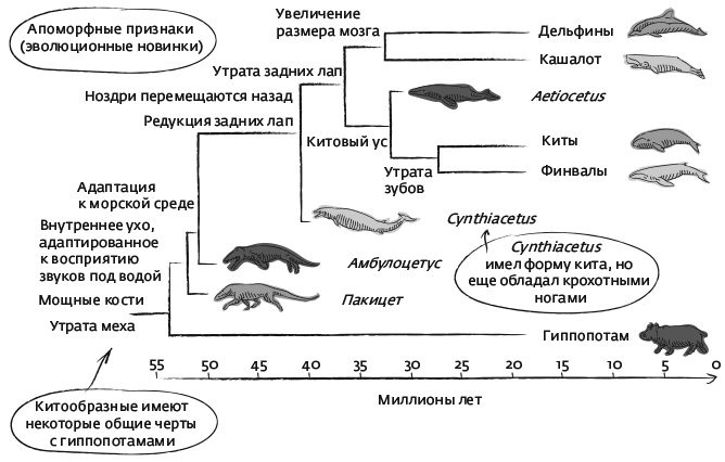 Иллюстрация к книге — Дарвин на отдыхе. Размышляем над теорией эволюции [i_024.jpg]